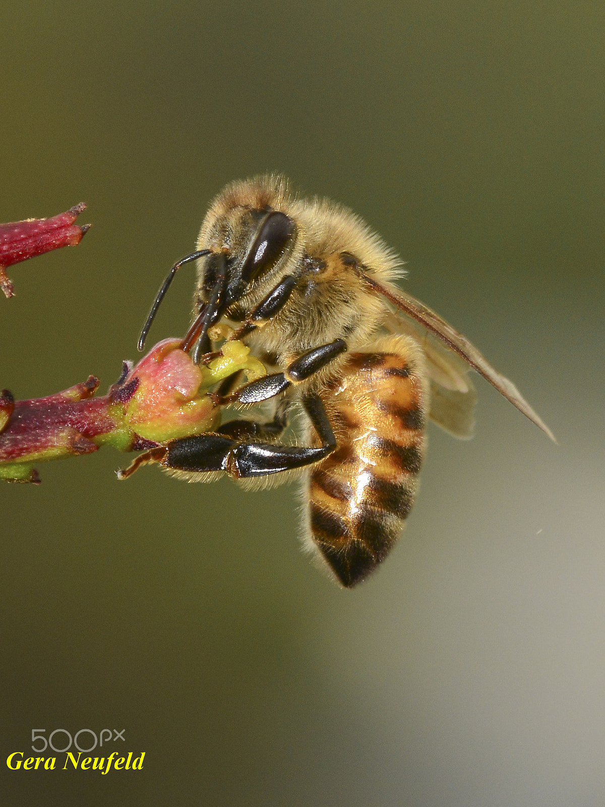 Sigma 150mm F2.8 EX DG OS Macro HSM sample photo. Bee on cactus flower photography