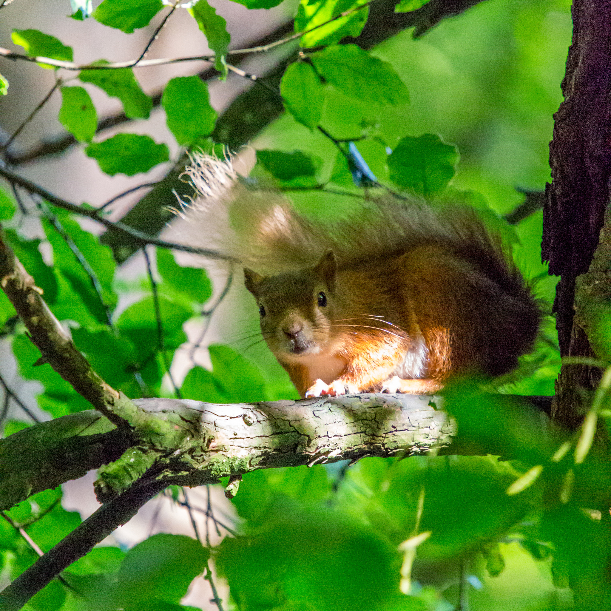 Canon EOS 6D + Sigma 50-500mm f/4-6.3 APO HSM EX sample photo. Red squirrel photography