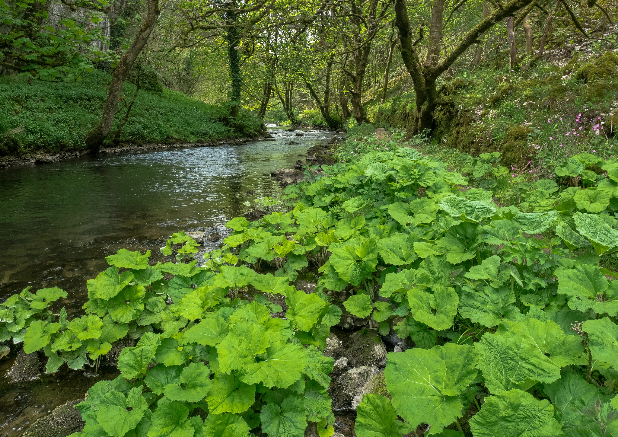 Panasonic Lumix DMC-GM5 sample photo. Cheedale, the wye valley, derbyshire photography