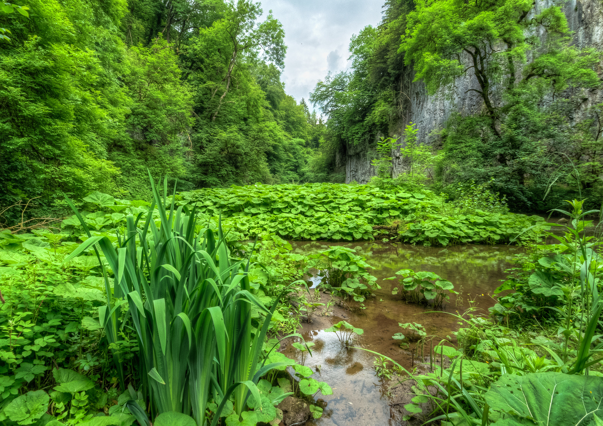 Panasonic Lumix DMC-GM5 + OLYMPUS M.9-18mm F4.0-5.6 sample photo. Cheedale, the wye valley, derbyshire photography