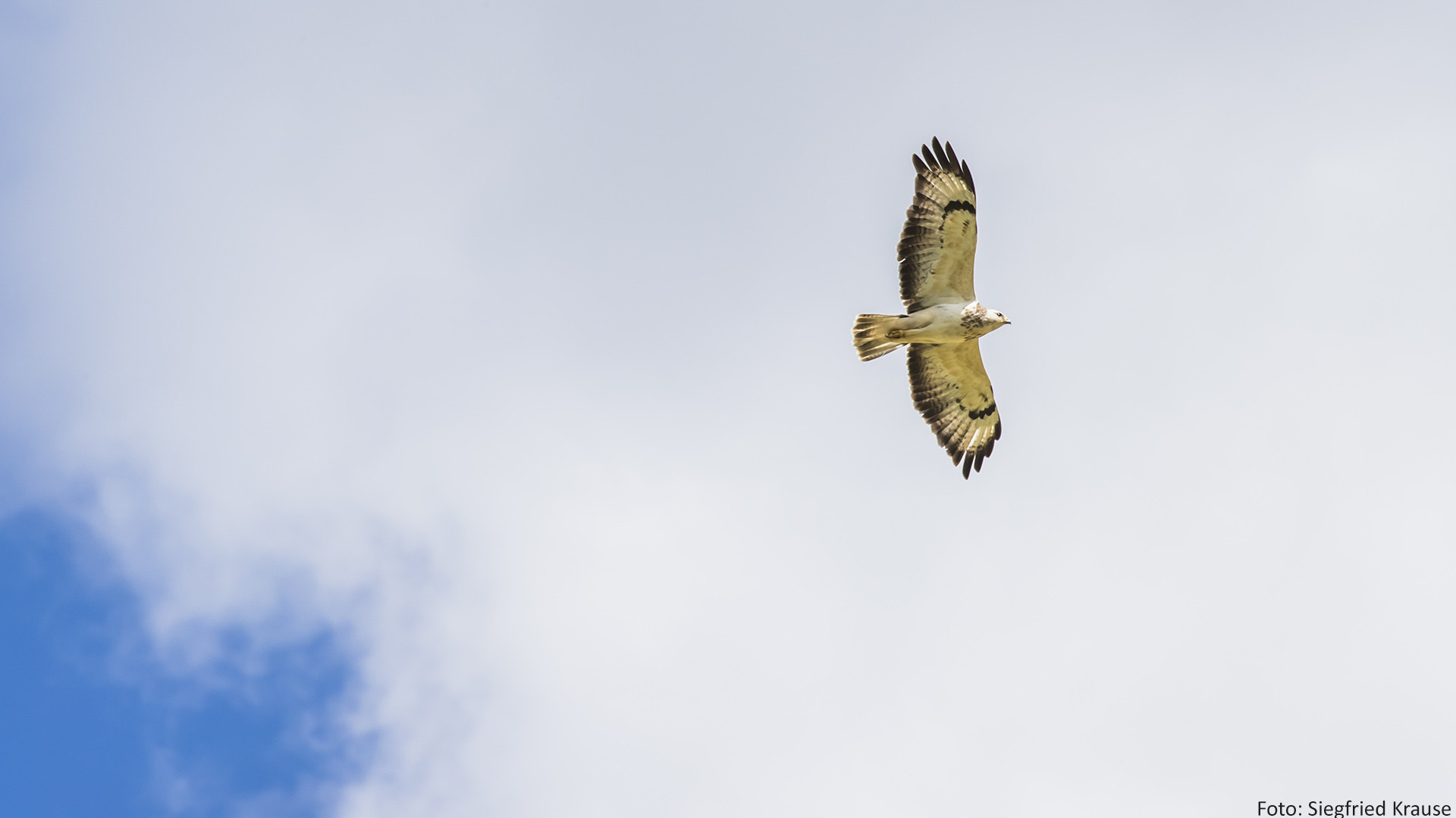 Canon EOS-1D X Mark II sample photo. Common buzzard photography