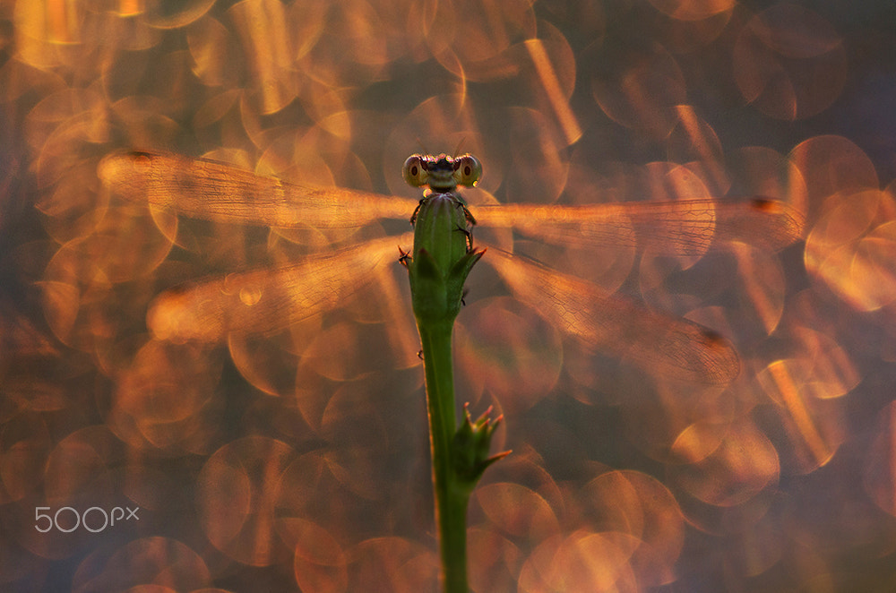 Sigma 105mm F2.8 EX DG Macro sample photo. Sheen photography