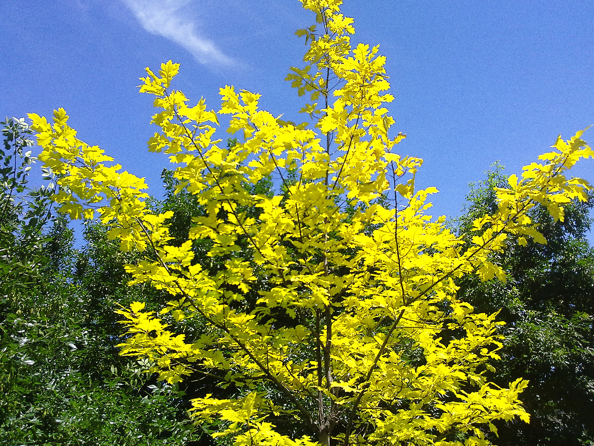Nokia N97 sample photo. Yellow tree photography