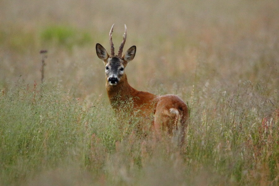 Canon 150-600mm F5-6.3 DG OS HSM | Contemporary 015 sample photo. Roebuck. photography