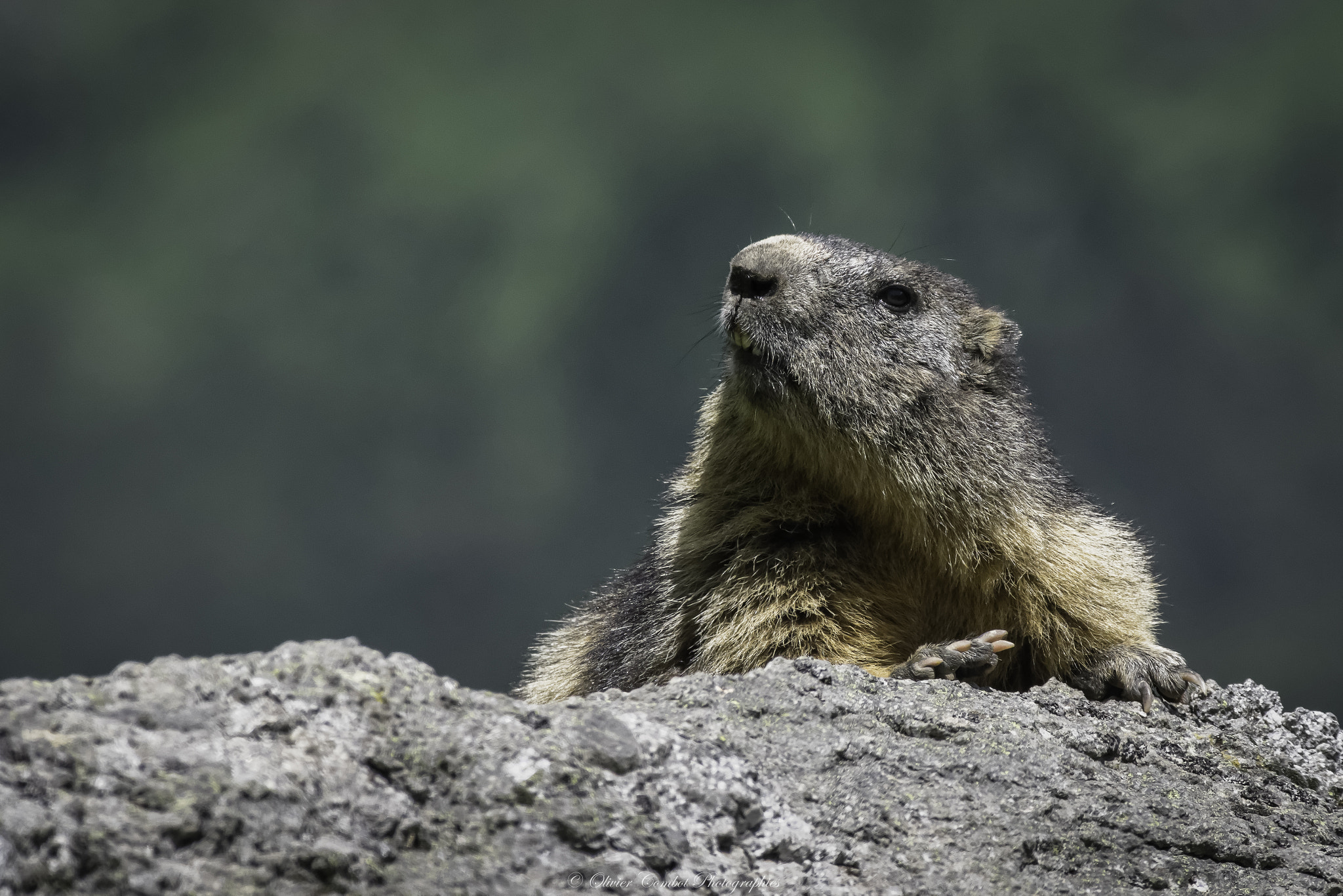 Pentax smc DA* 300mm F4.0 ED (IF) SDM sample photo. Marmotte du val de coure photography