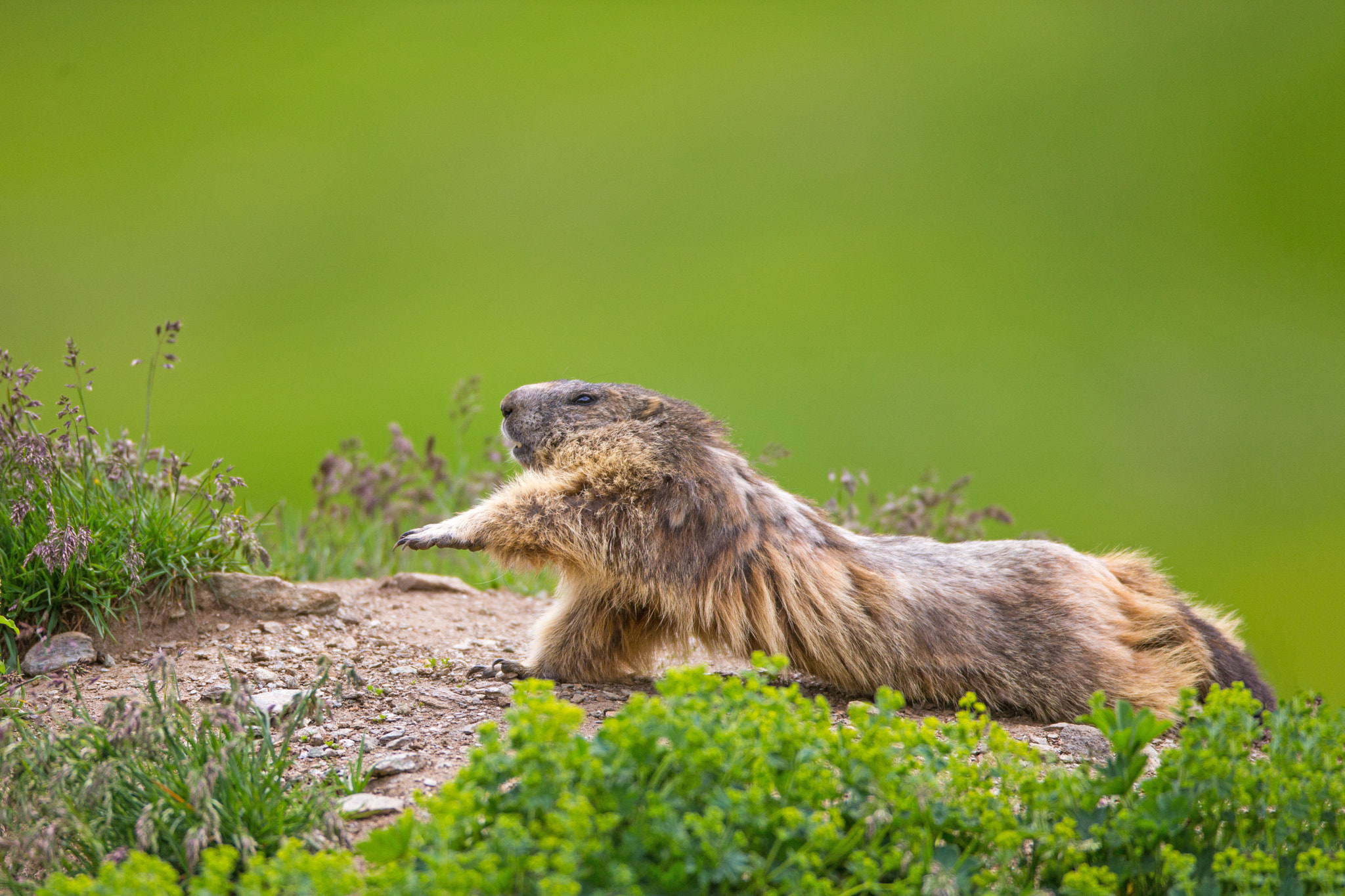 Canon EF 600mm f/4L IS sample photo. Marmotta  photography