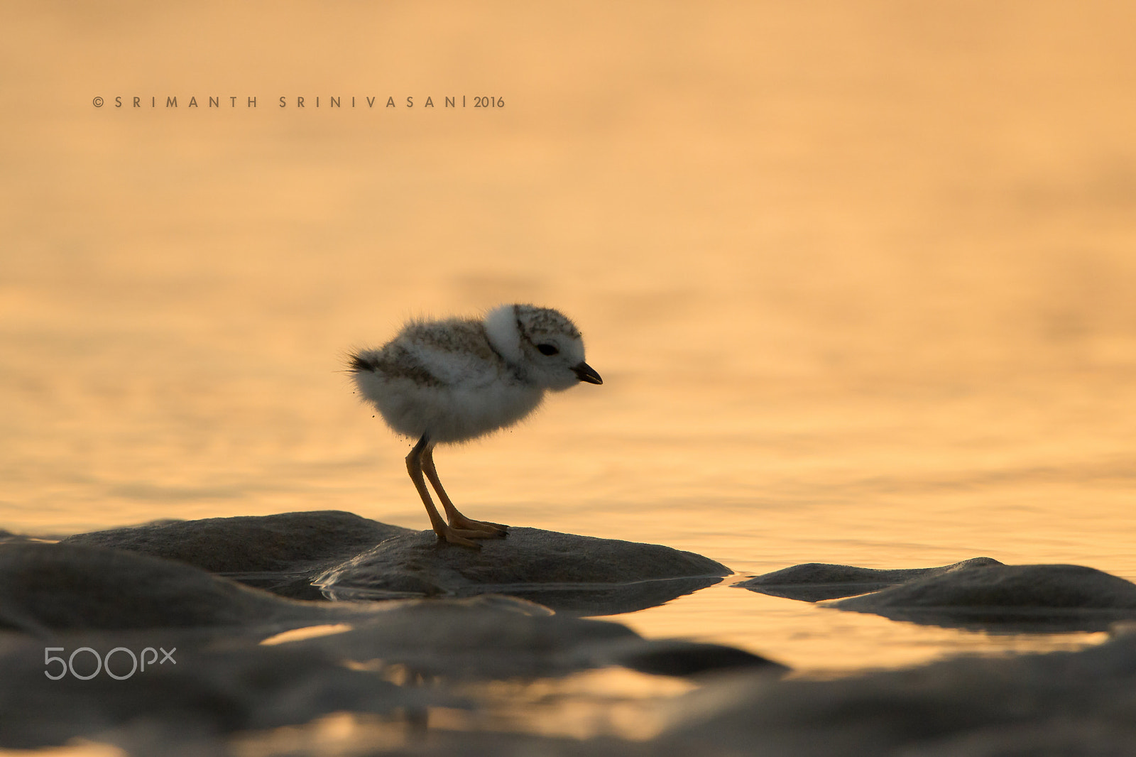 Nikon D610 + Nikon AF-S Nikkor 600mm F4G ED VR sample photo. Piping plover chick photography