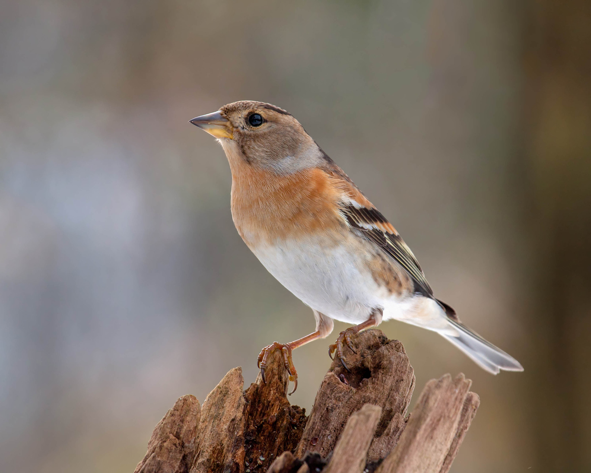 Canon EOS 40D + Canon EF 100-400mm F4.5-5.6L IS USM sample photo. Brambling photography