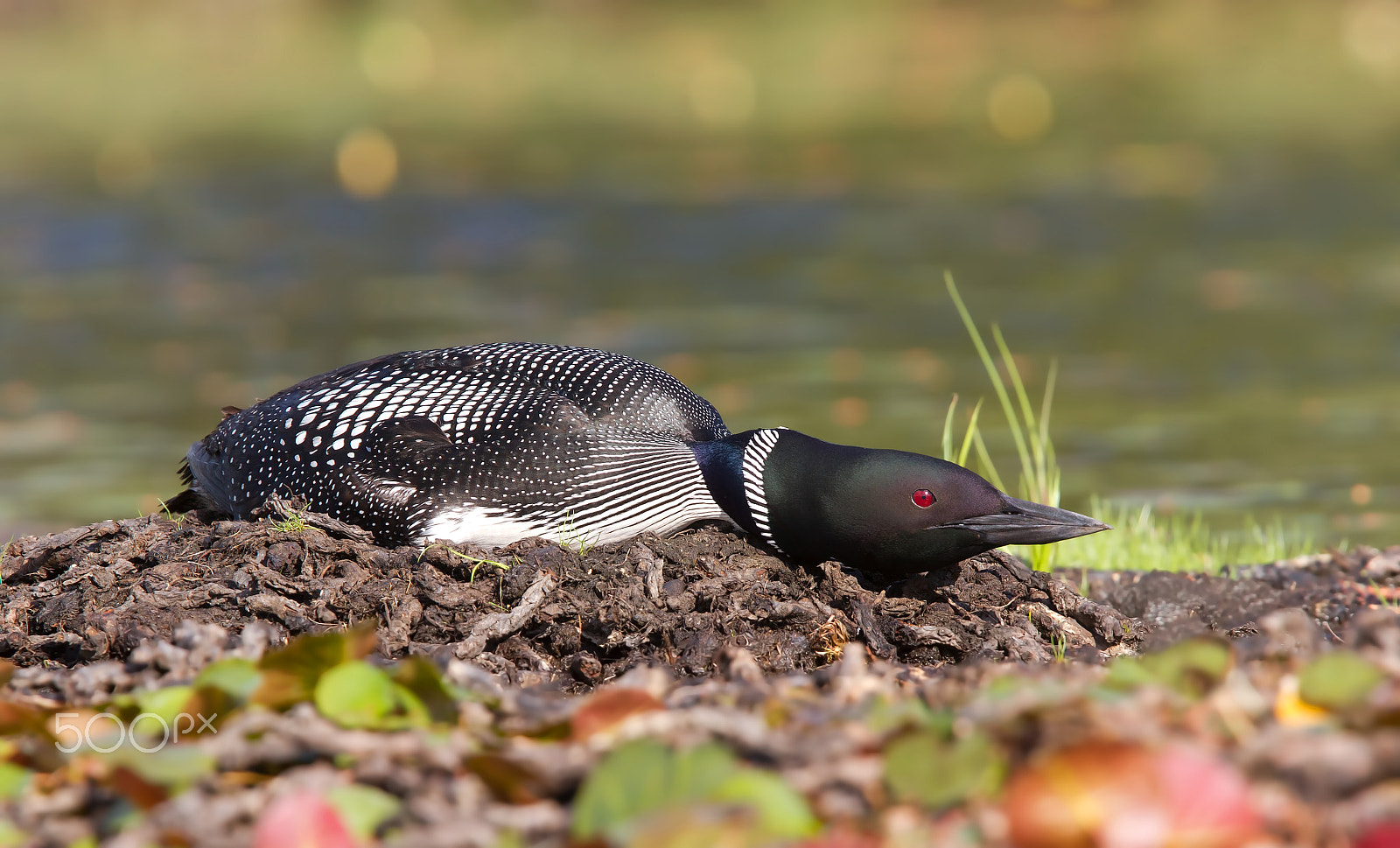 Canon EF 300mm F2.8L IS USM sample photo. Common loon on nest photography
