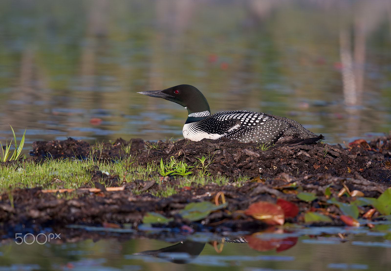 Canon EOS 40D + Canon EF 70-200mm F4L IS USM sample photo. Common loon on nest photography