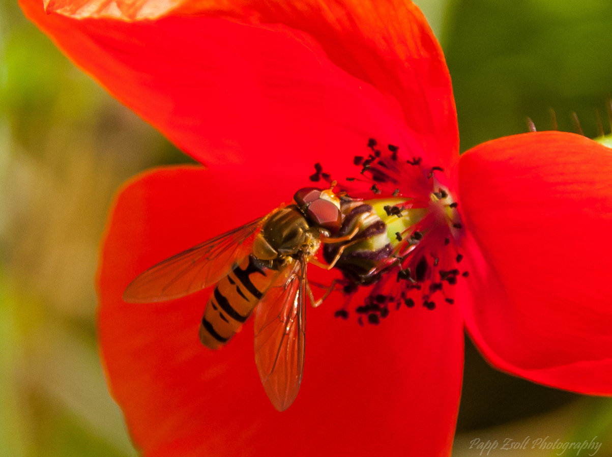 Nikon D300 + Sigma 18-200mm F3.5-6.3 DC sample photo. Bee job photography