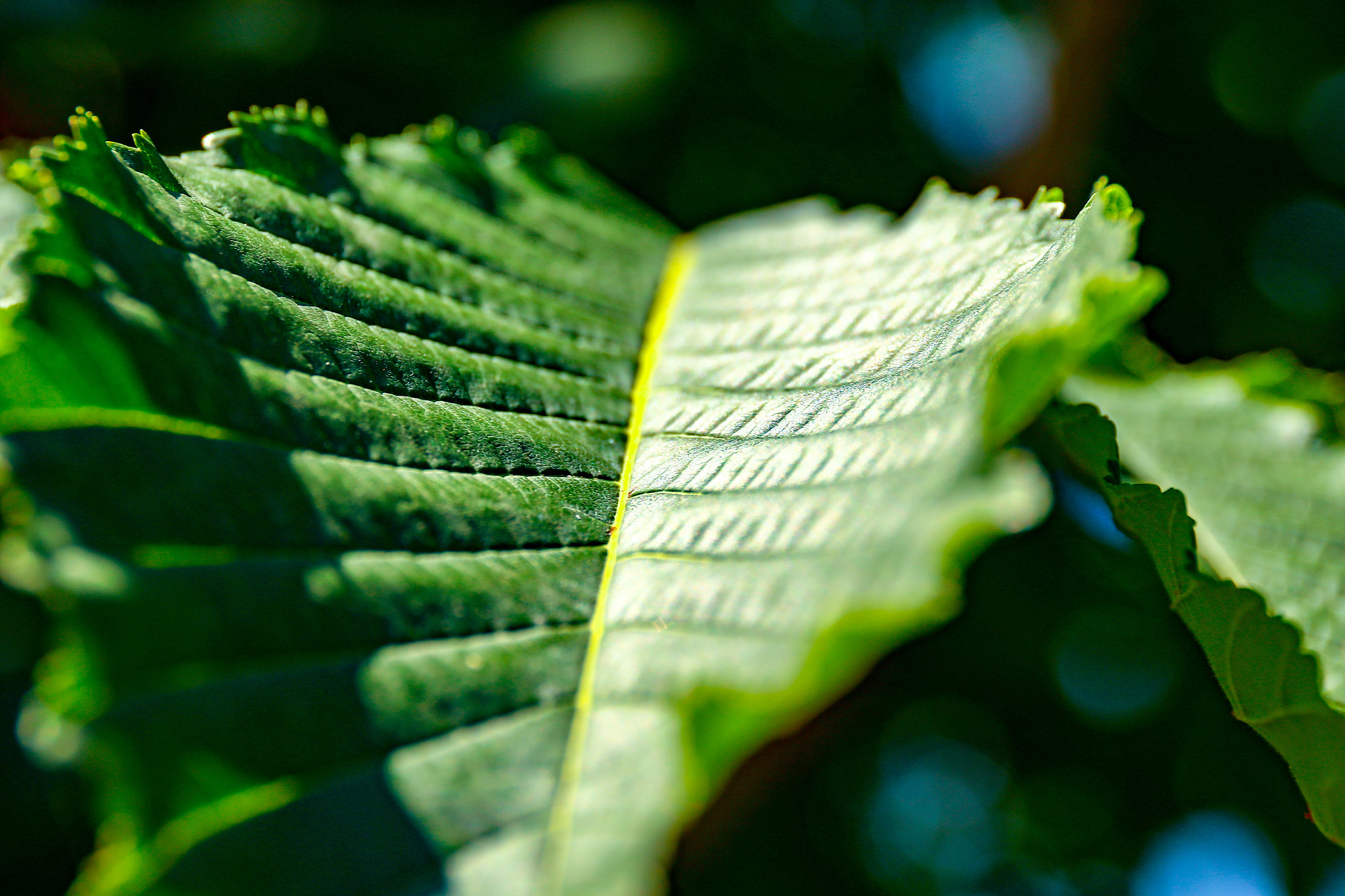 Canon EOS 5DS sample photo. Зеленое- белое photography