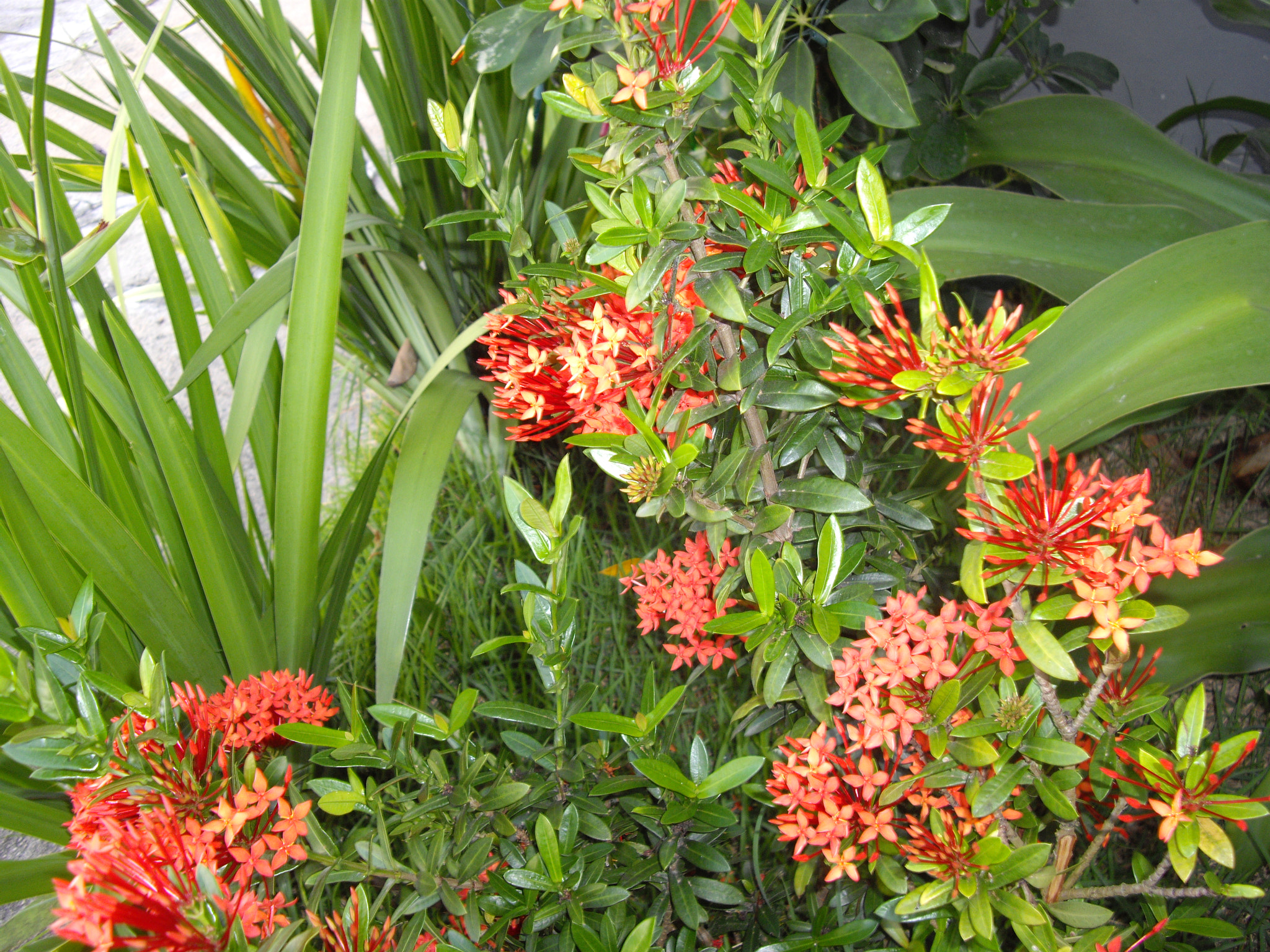 Pentax OPTIO A40 sample photo. Bahia photography