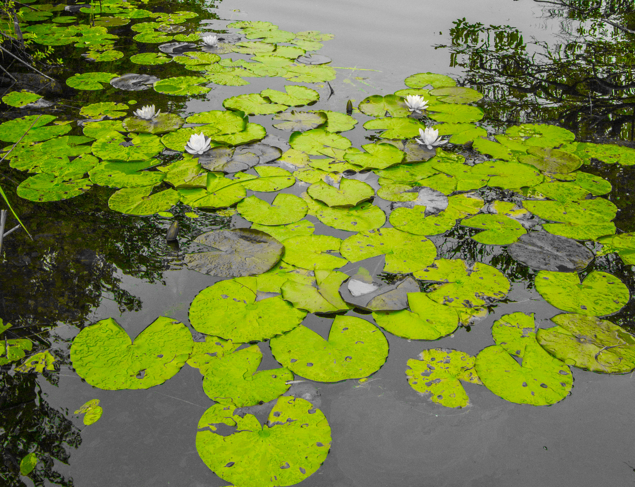 Canon EF-S 10-22mm F3.5-4.5 USM sample photo. Green and floating photography