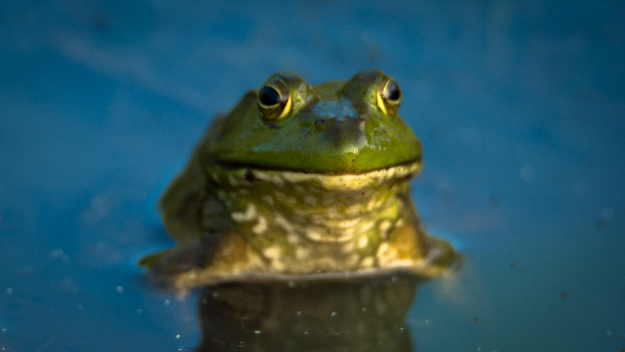 Nikon Df sample photo. Bully frog photography