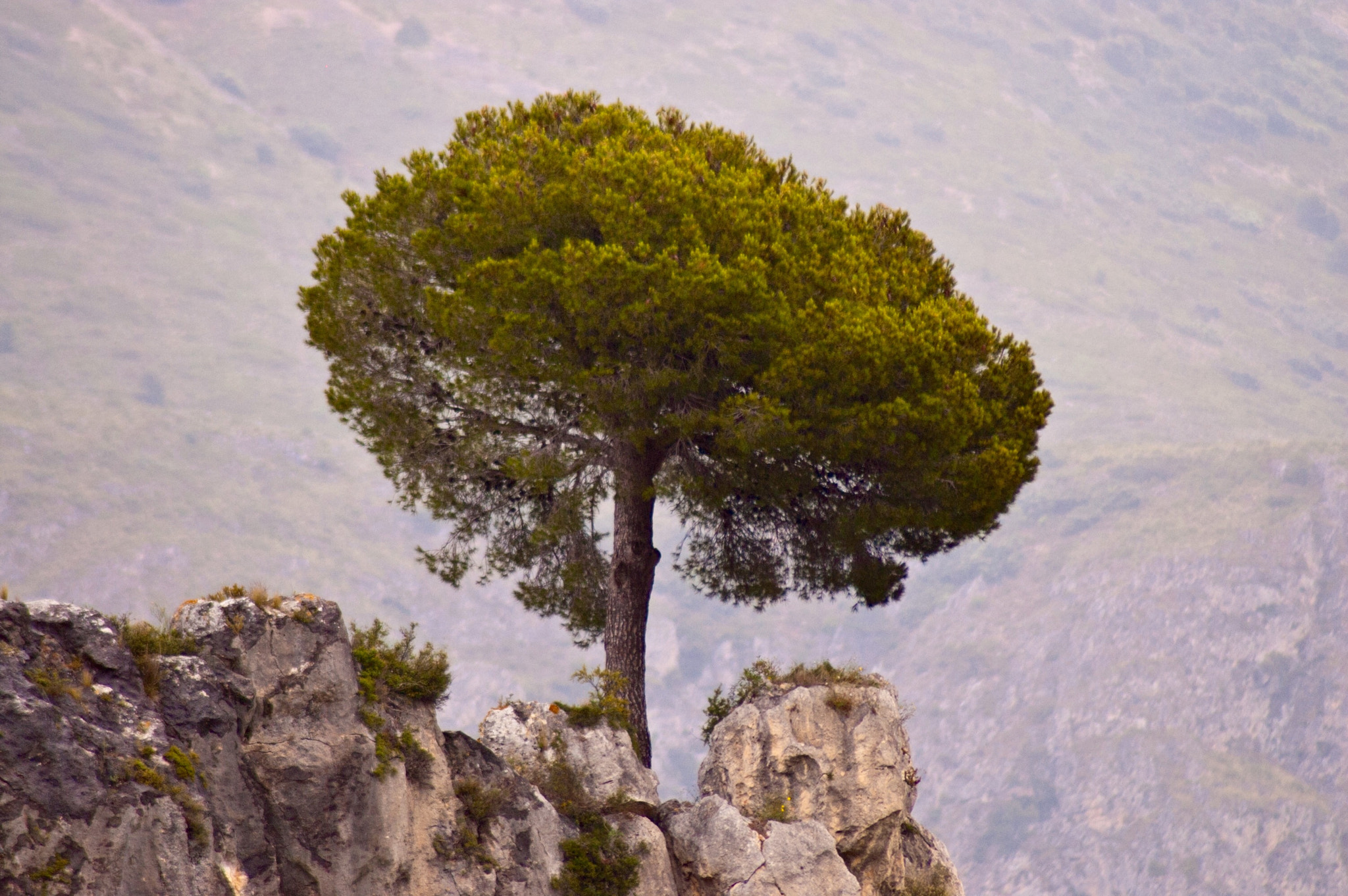 Nikon D50 sample photo. The tree photography