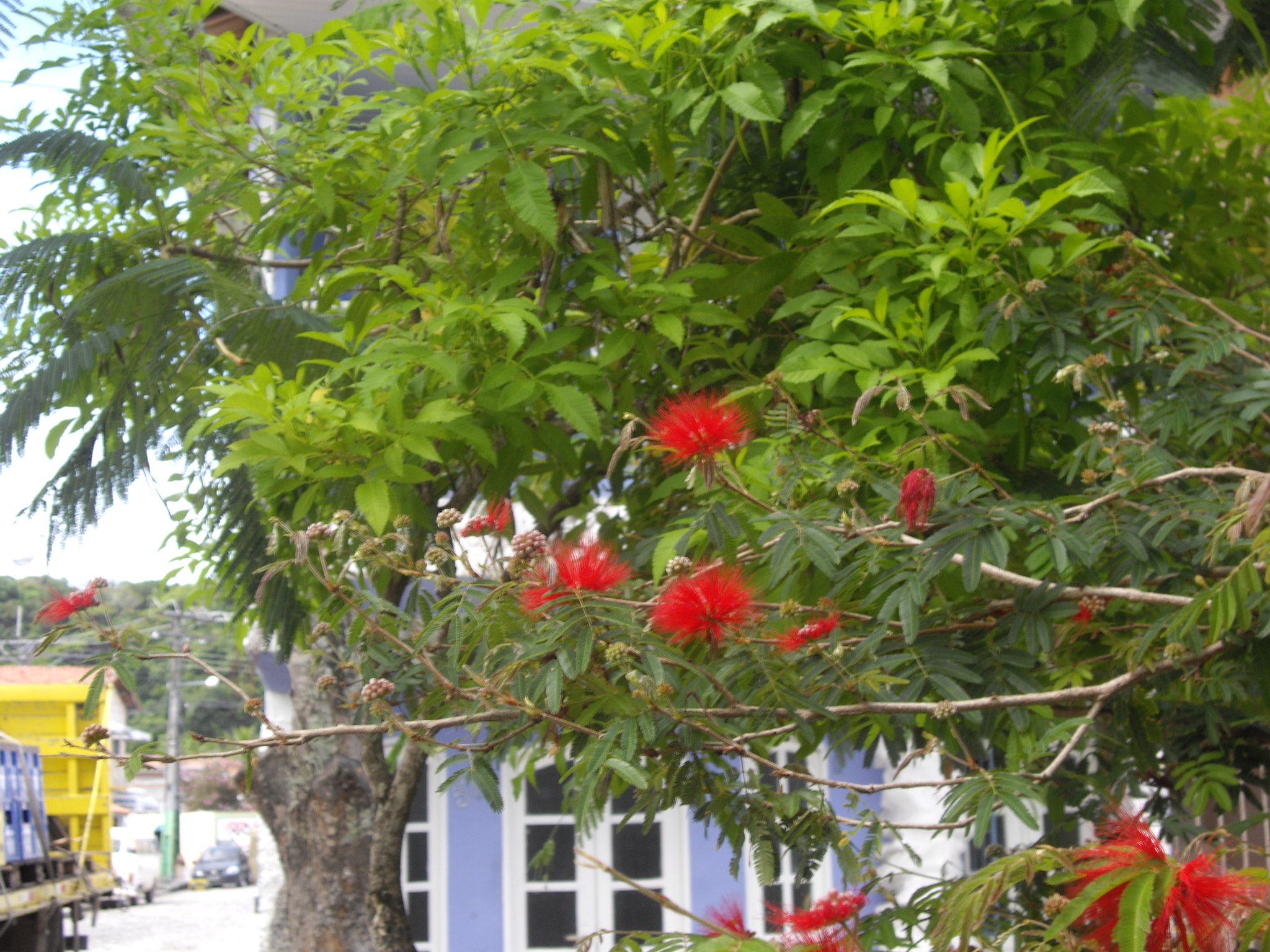 Pentax OPTIO A40 sample photo. Bahia photography