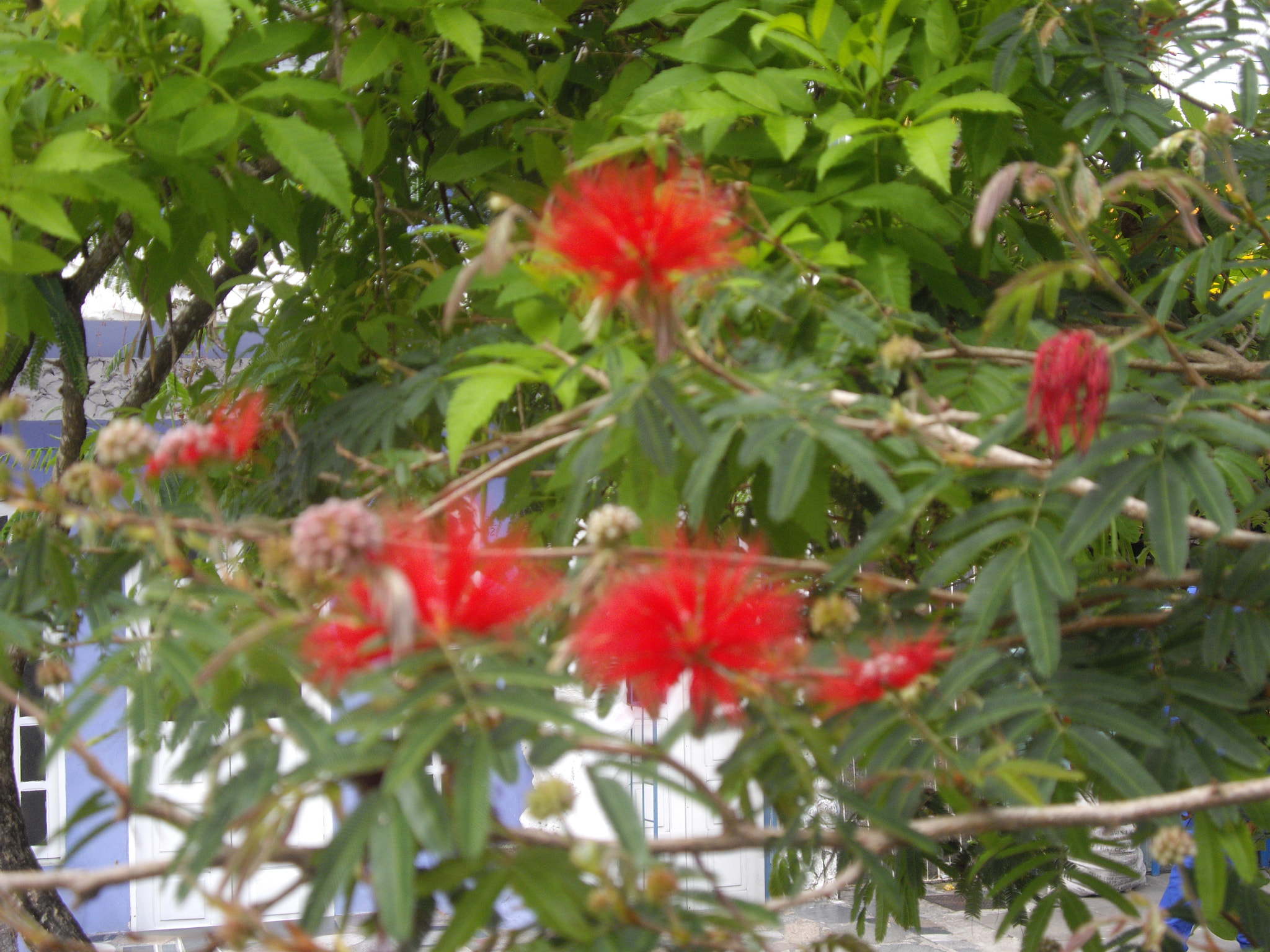 Pentax OPTIO A40 sample photo. Bahia photography