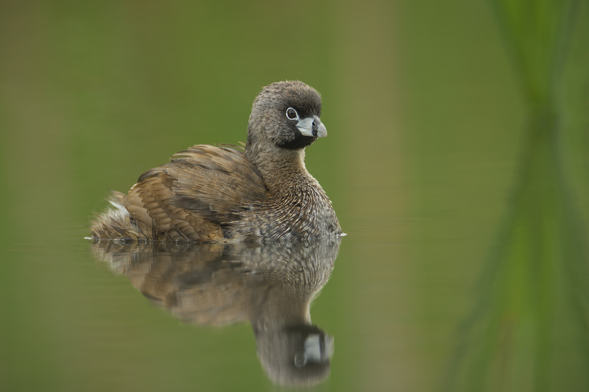 Nikon D3S + Nikon AF-S Nikkor 600mm F4G ED VR sample photo. A grebe photography