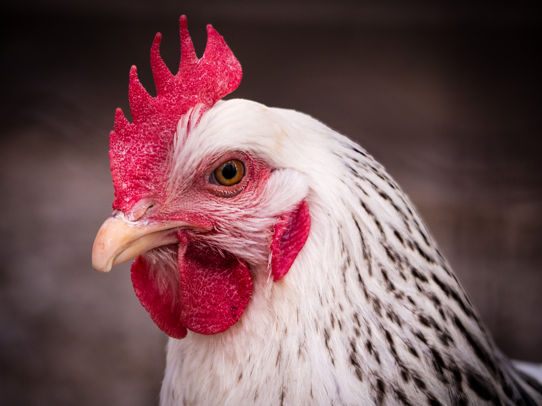 Panasonic Lumix G Vario 45-200mm F4-5.6 OIS sample photo. Royal bird photography