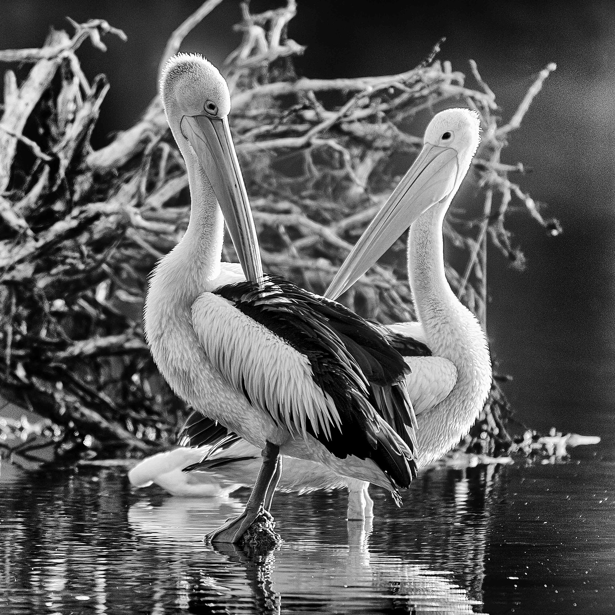 Nikon AF-S Nikkor 200-400mm F4G ED-IF VR sample photo. Pelicans photography