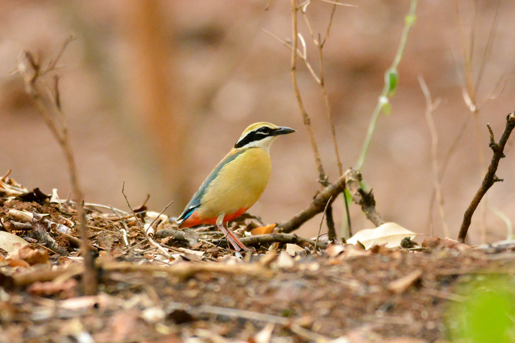 Nikon D5200 + Nikon AF-S Nikkor 300mm F4D ED-IF sample photo. Dsc_0145.jpg photography