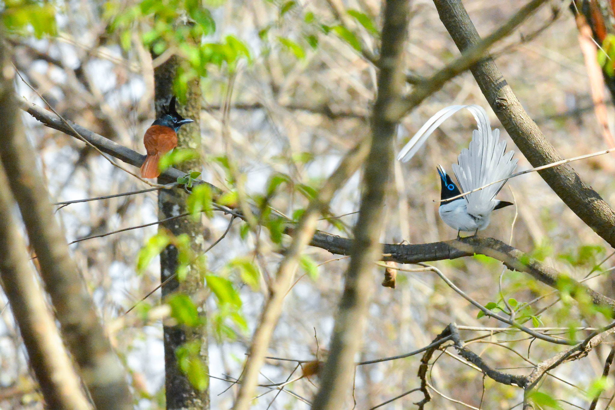 Nikon D5200 + Nikon AF-S Nikkor 300mm F4D ED-IF sample photo. Dsc_0060.jpg photography