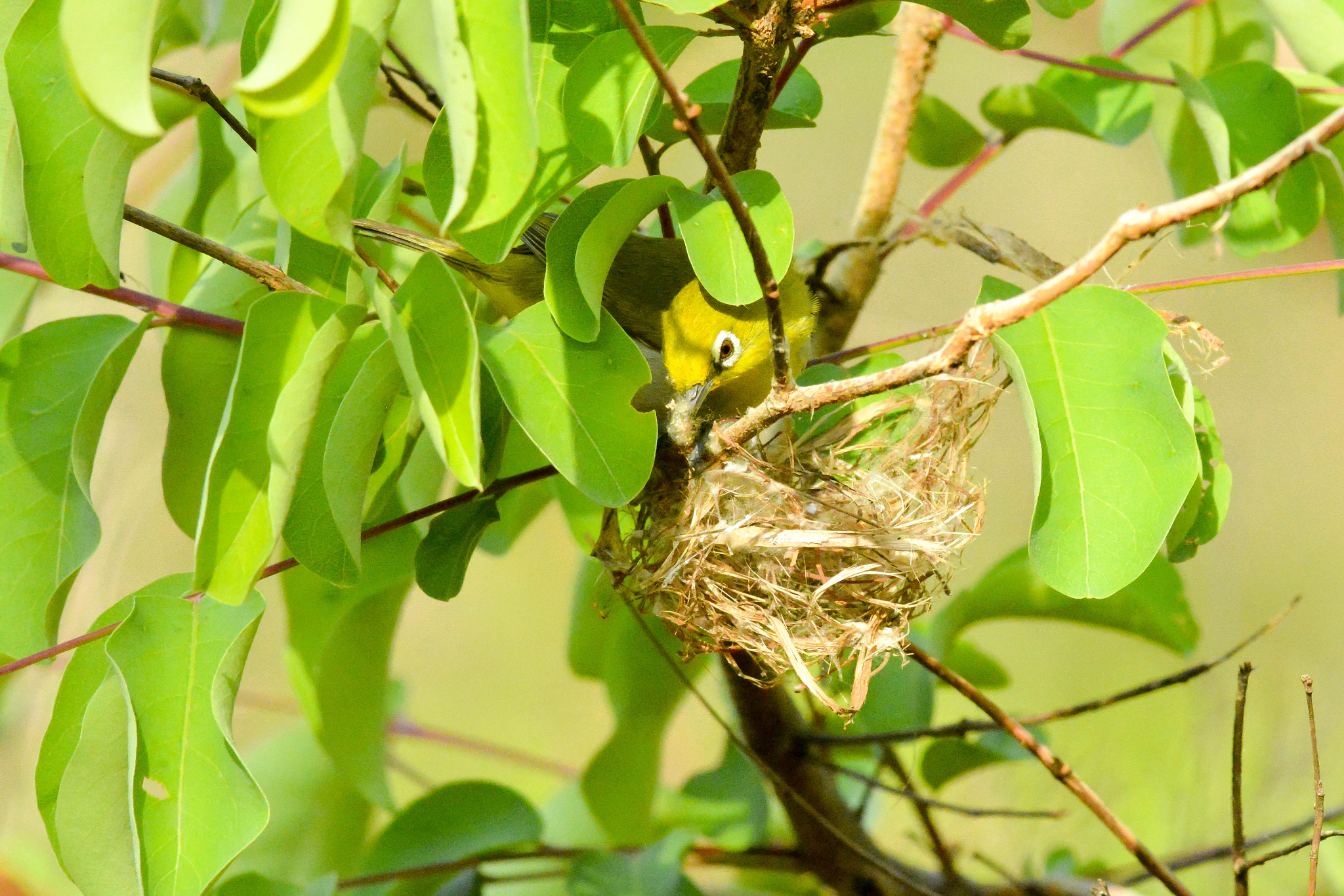 Nikon D5200 + Nikon AF-S Nikkor 300mm F4D ED-IF sample photo. Dsc_0039.jpg photography