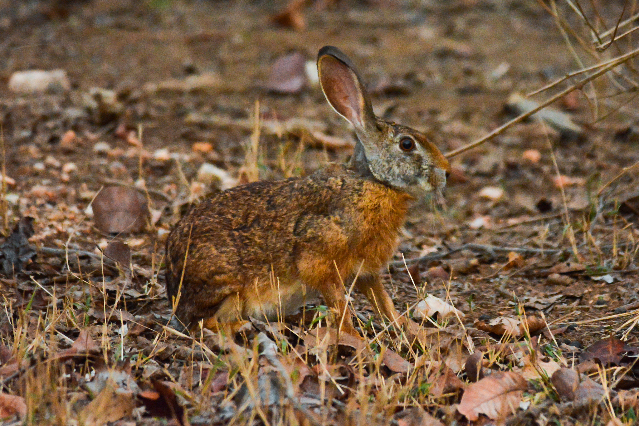 Nikon D5200 + Nikon AF-S Nikkor 300mm F4D ED-IF sample photo. Dsc_0388.jpg photography