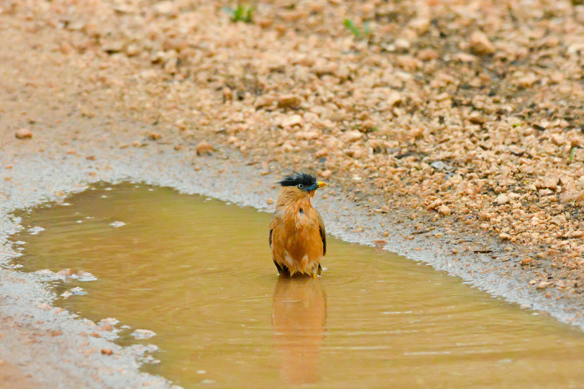 Nikon AF-S Nikkor 300mm F4D ED-IF sample photo. Dsc_0357.jpg photography