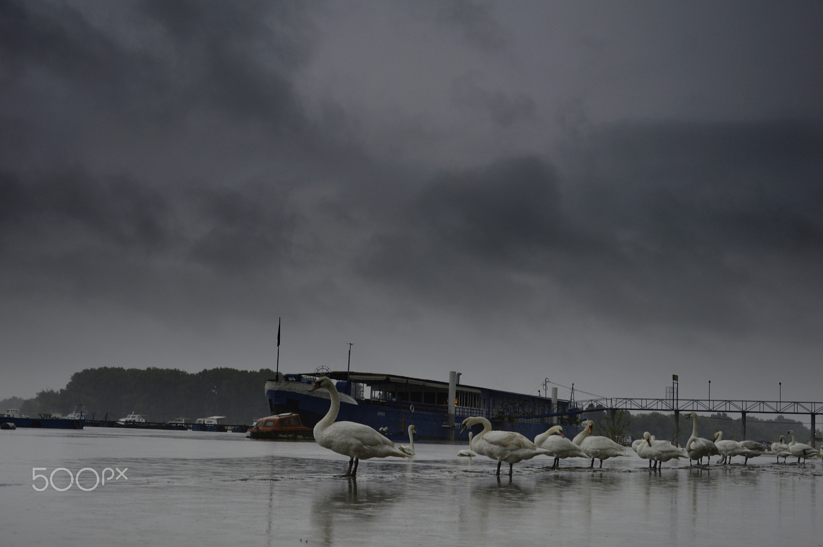 Nikon D3200 + AF DC-Nikkor 135mm f/2D sample photo. Swan rain photography