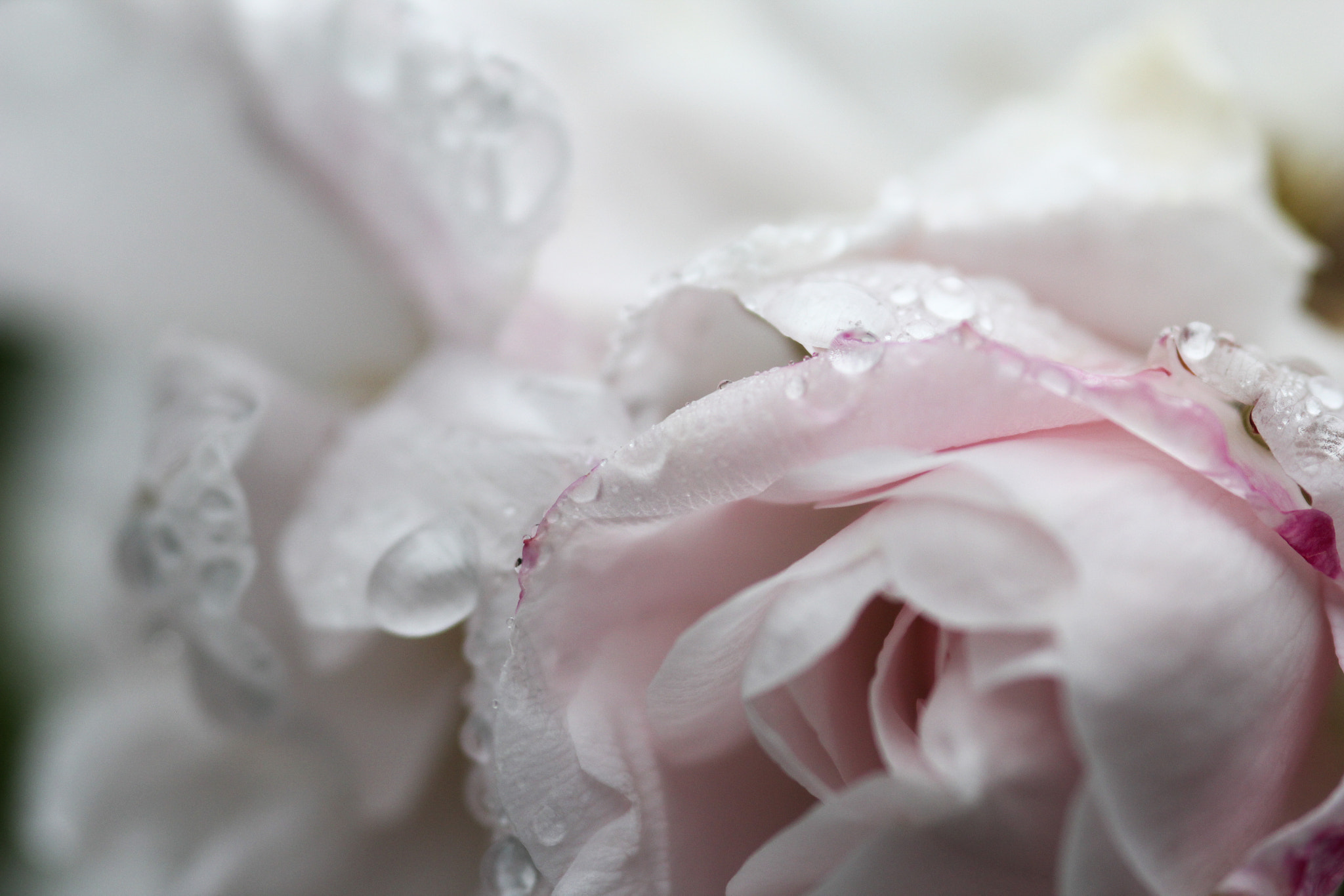 Canon EOS 60D + Sigma 105mm F2.8 EX DG Macro sample photo. On a rainy morning - par un matin de pluie photography