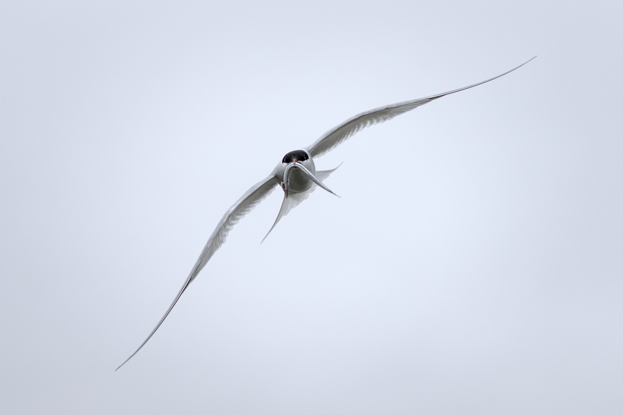 Sony ILCA-77M2 sample photo. Arctic tern photography
