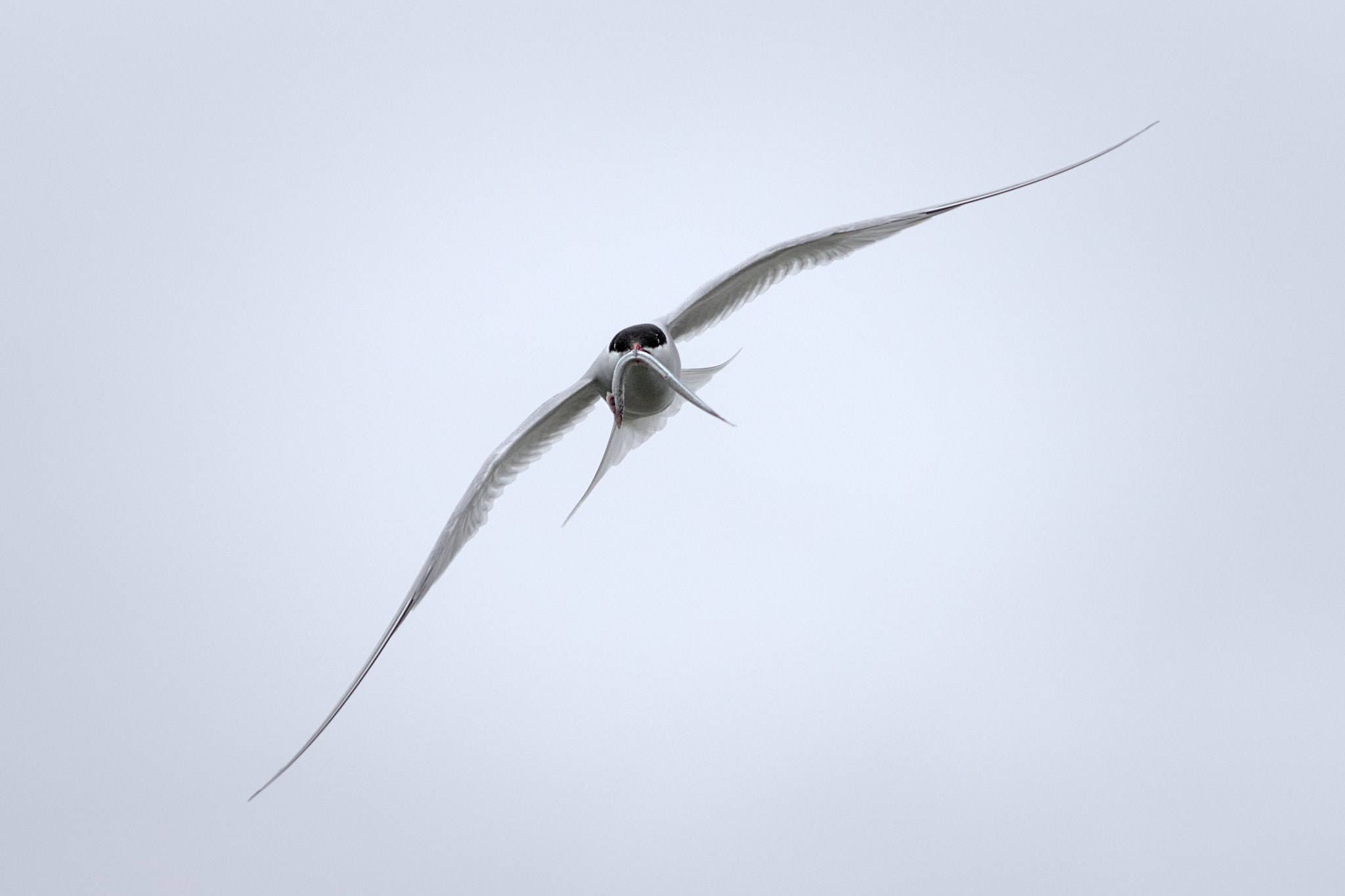 Sony ILCA-77M2 + Sigma 70-300mm F4-5.6 DL Macro sample photo. Arctic tern photography