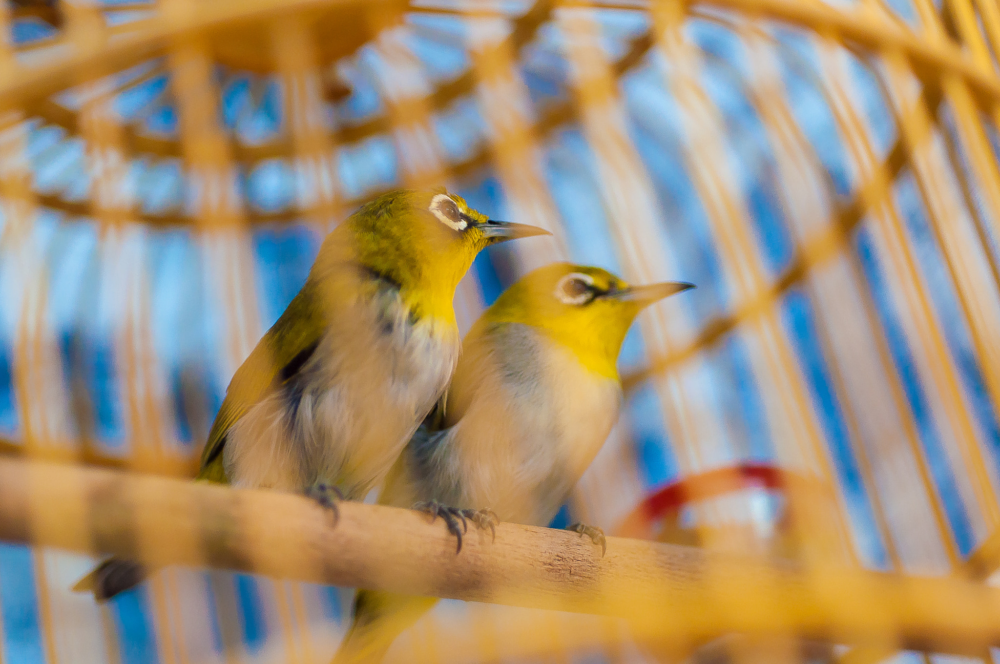 Nikon AF Micro-Nikkor 60mm F2.8D sample photo. Couple of birds photography