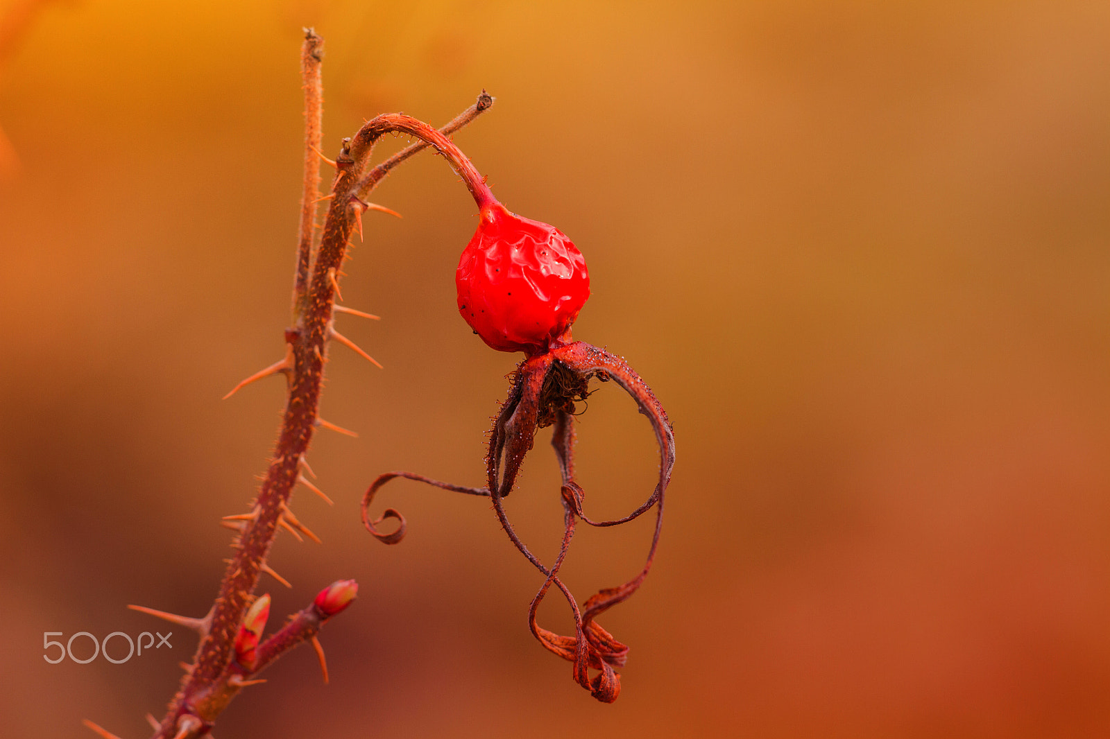 Sigma APO Macro 150mm f/2.8 EX DG HSM sample photo. Rosehip photography