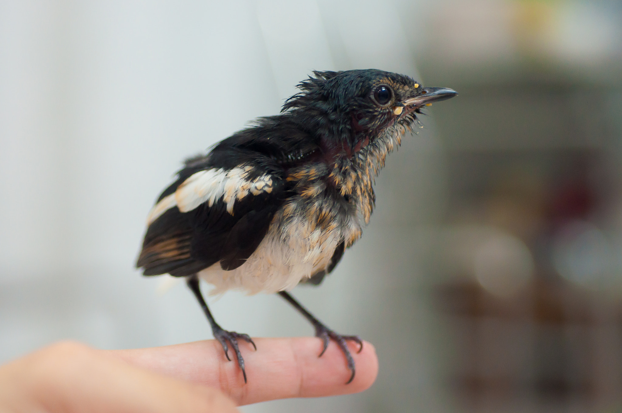 Nikon D90 + Nikon AF Micro-Nikkor 60mm F2.8D sample photo. A baby magpie photography