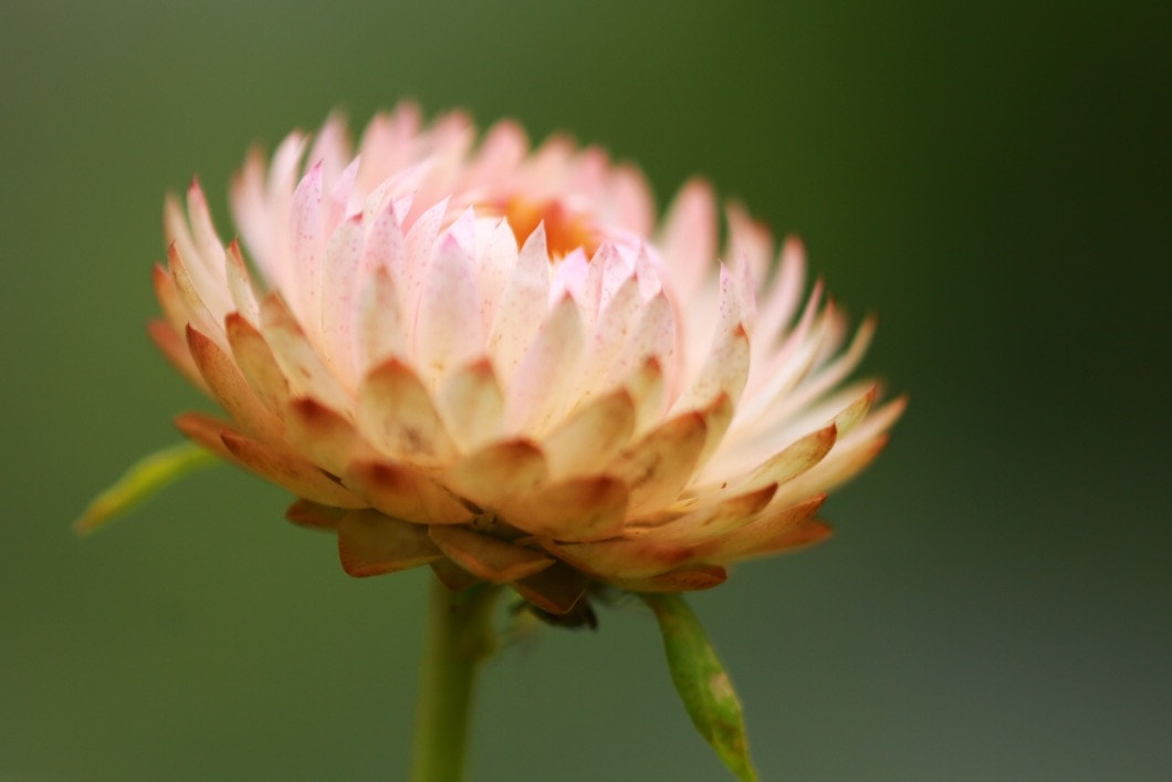 Canon EF 180mm F3.5L Macro USM sample photo. Straw flower photography