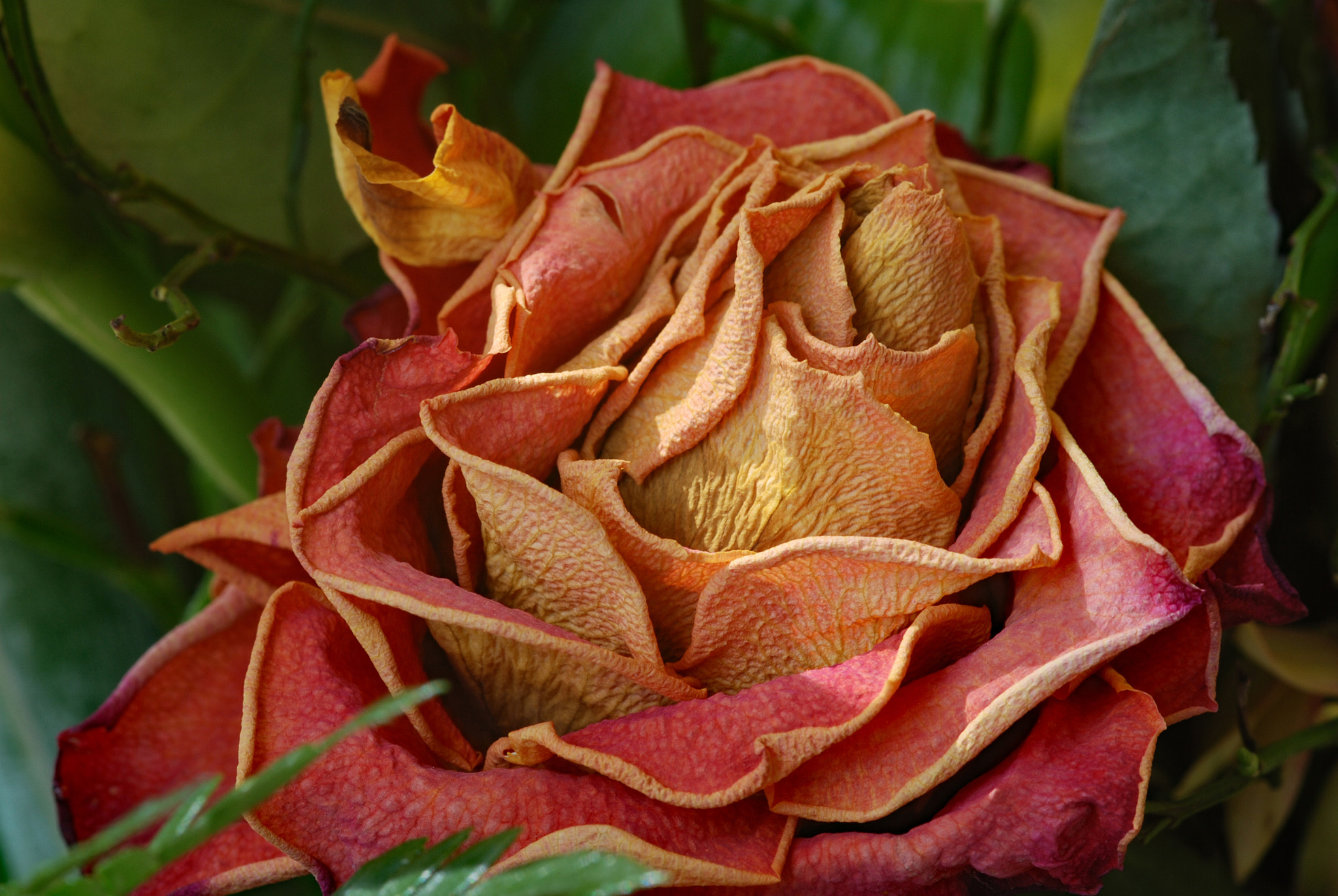 Nikon AF-S Micro-Nikkor 105mm F2.8G IF-ED VR sample photo. Everlasting rose photography