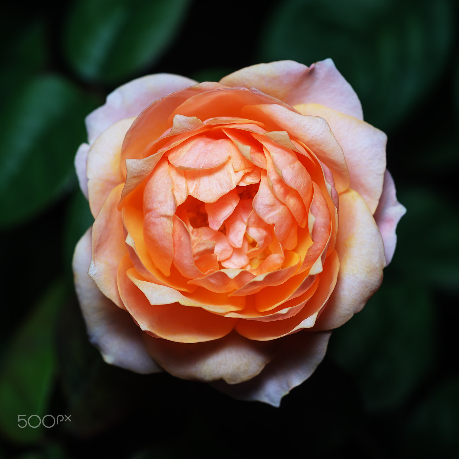 Sony a99 II + Sony 100mm F2.8 Macro sample photo. Vuvuzela photography