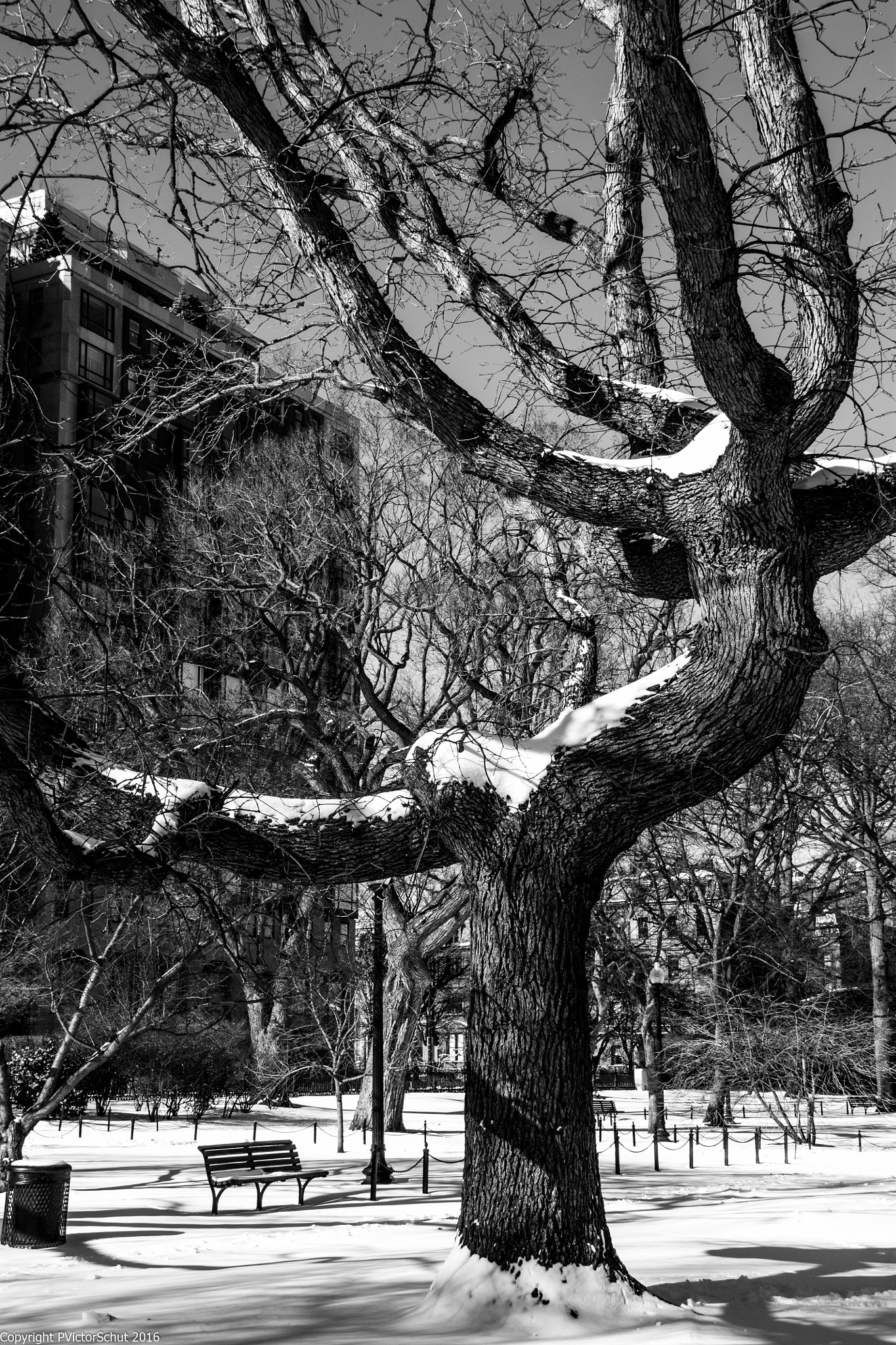 Sigma 18-250mm F3.5-6.3 DC OS HSM sample photo. Boston commen tree photography