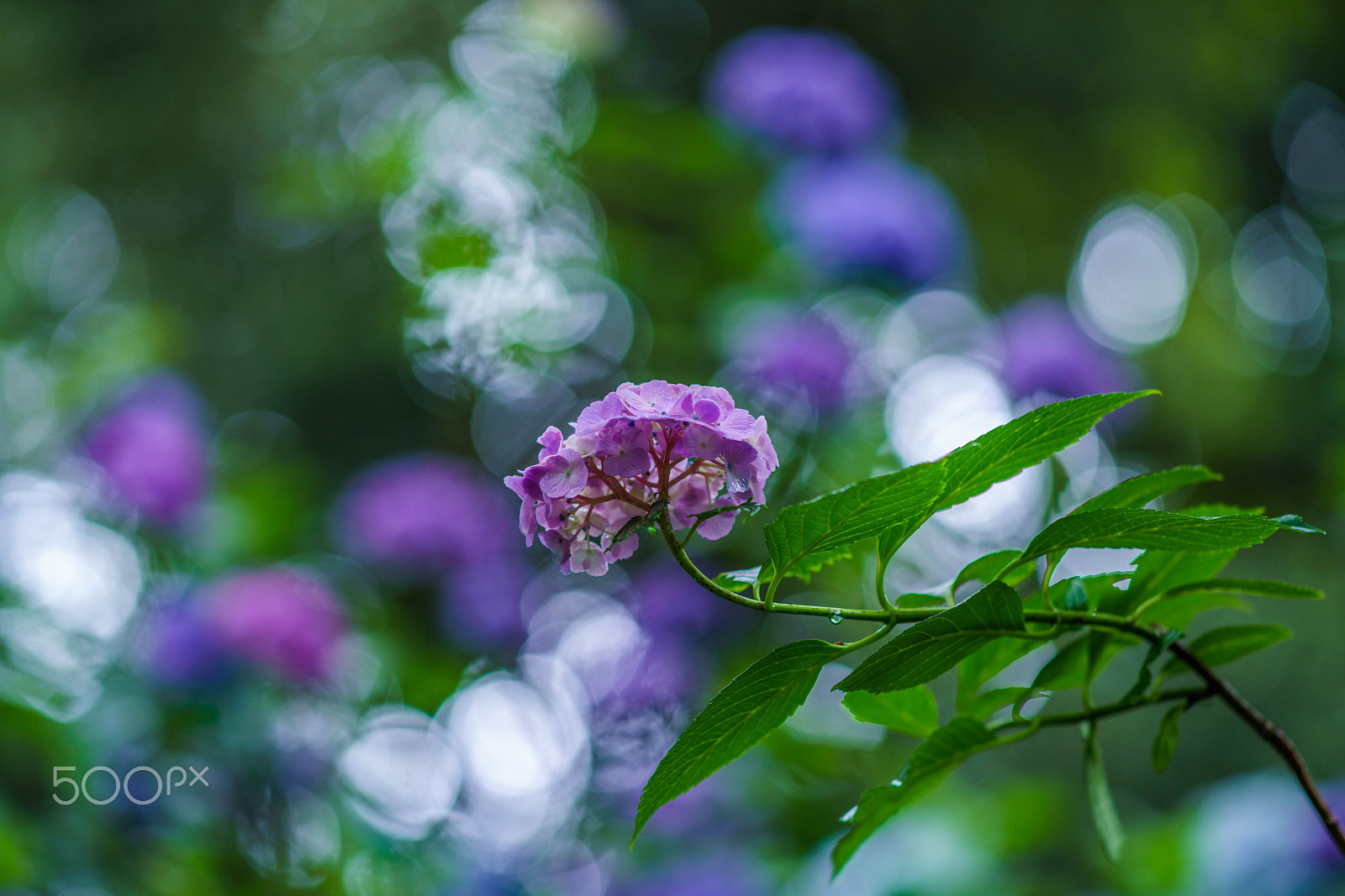 Sony Sonnar T* 135mm F1.8 ZA sample photo. Dsc02954 photography