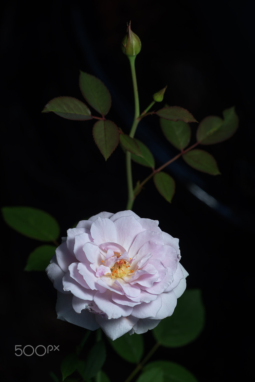 Sony a99 II + Sony 100mm F2.8 Macro sample photo. Lapis lazuli photography