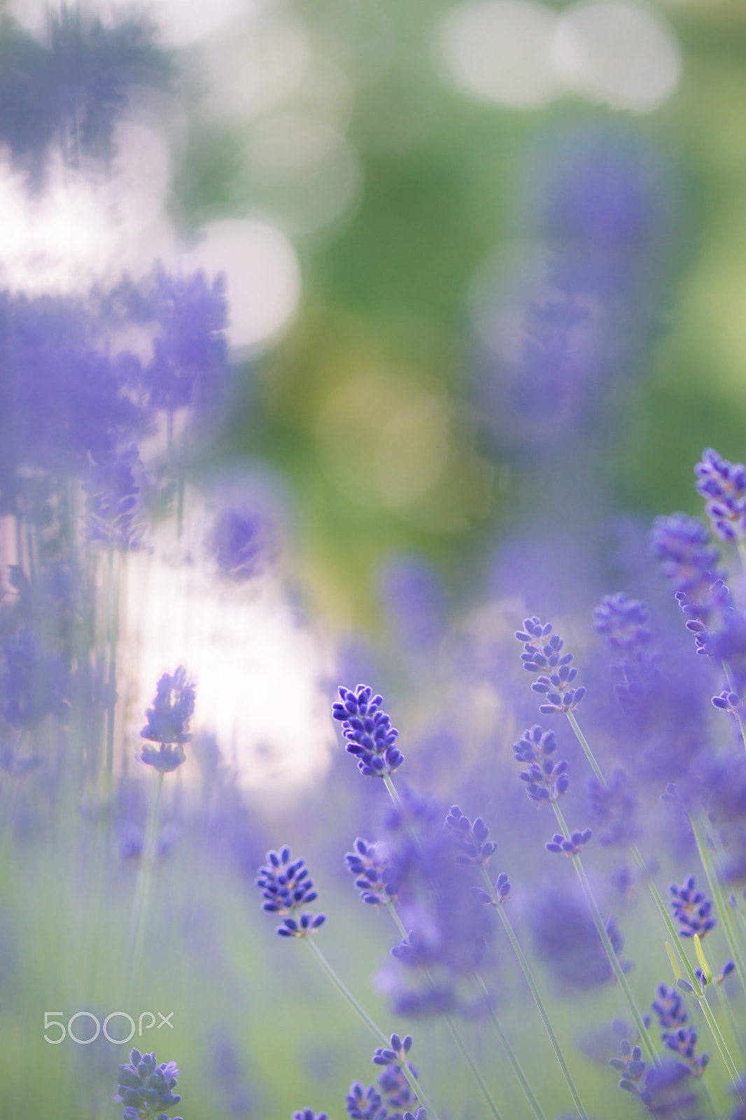 Sony a99 II + Sony 100mm F2.8 Macro sample photo. 夢 photography