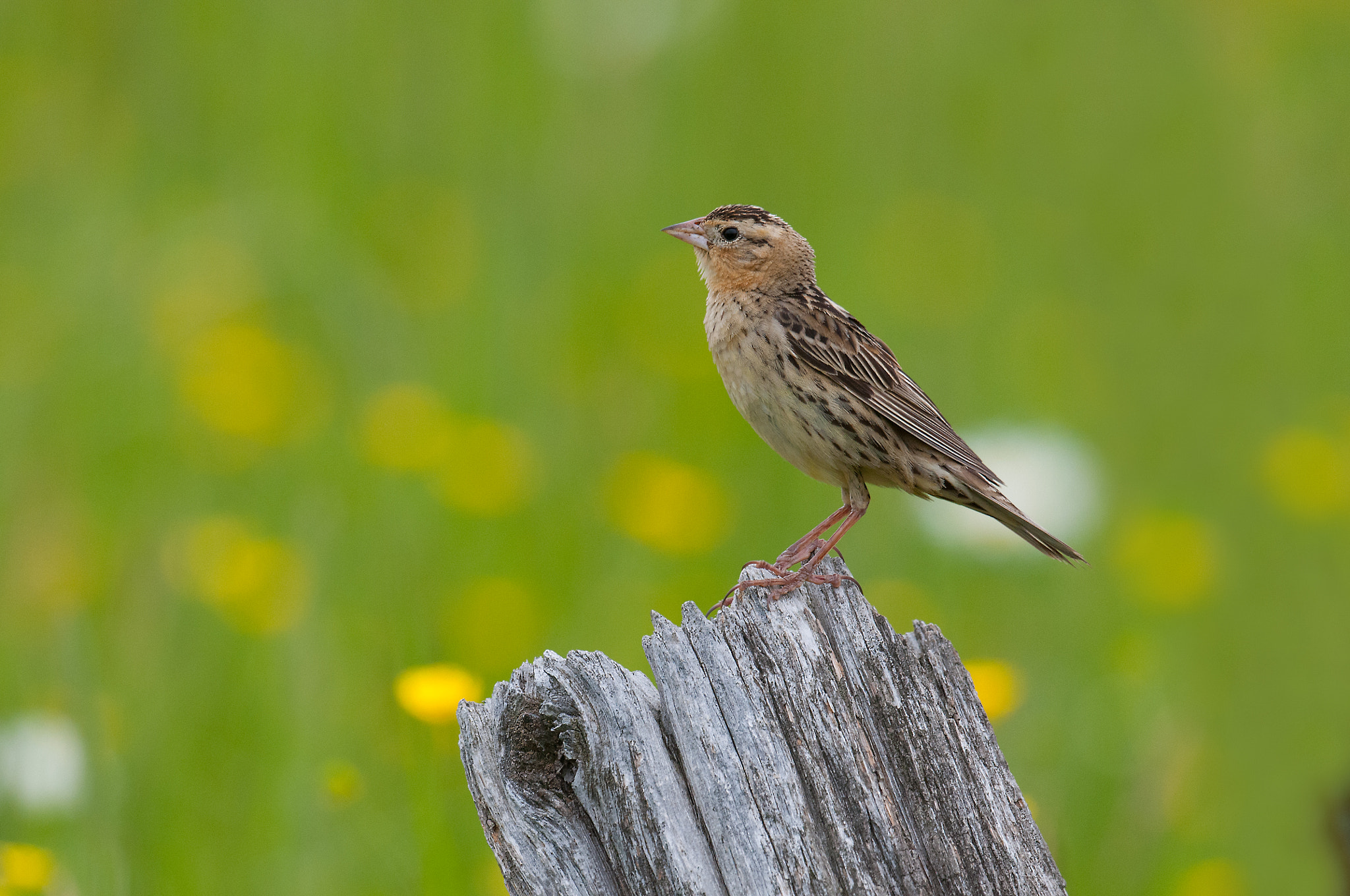 Nikon AF-S Nikkor 800mm F5.6E FL ED VR sample photo. Goglu des pres, dolichonyx oryivorus, bobolink photography
