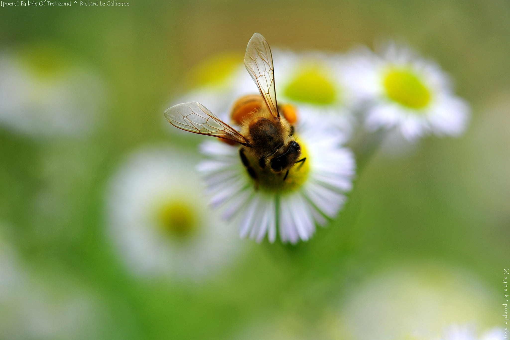 Nikon AF-S Micro-Nikkor 60mm F2.8G ED sample photo. Ballade of the bees of trebizond photography