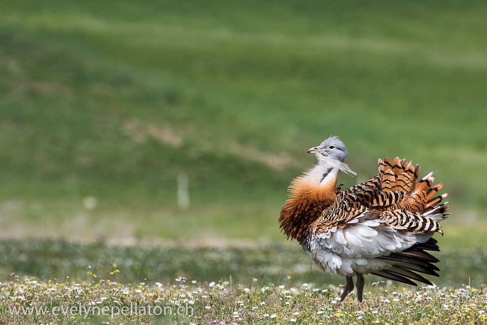 Canon EOS 7D Mark II + Canon EF 200-400mm F4L IS USM Extender 1.4x sample photo. Fière parade photography