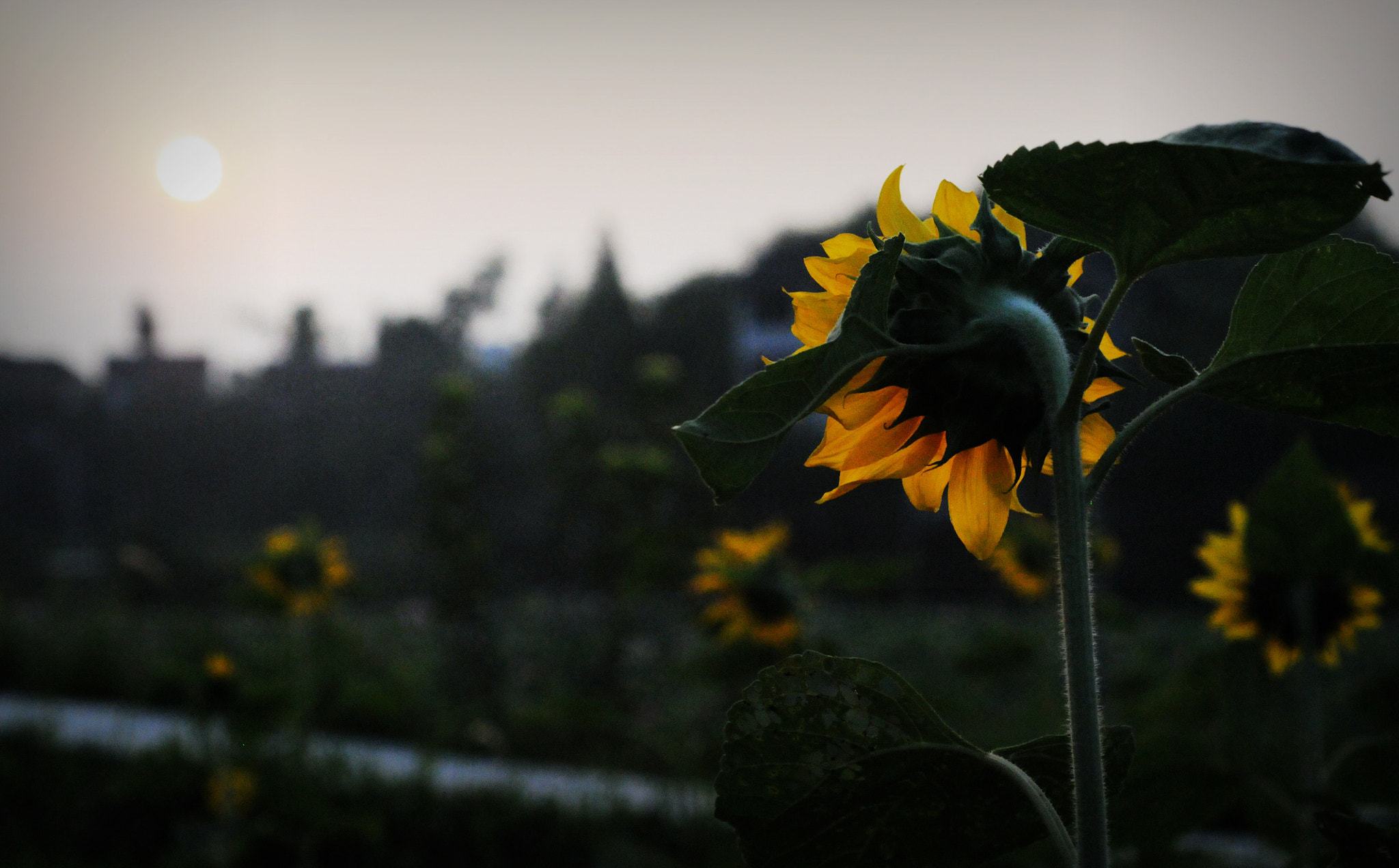 Nikon D300S + Nikon AF Micro-Nikkor 60mm F2.8D sample photo. The love of the sunset photography