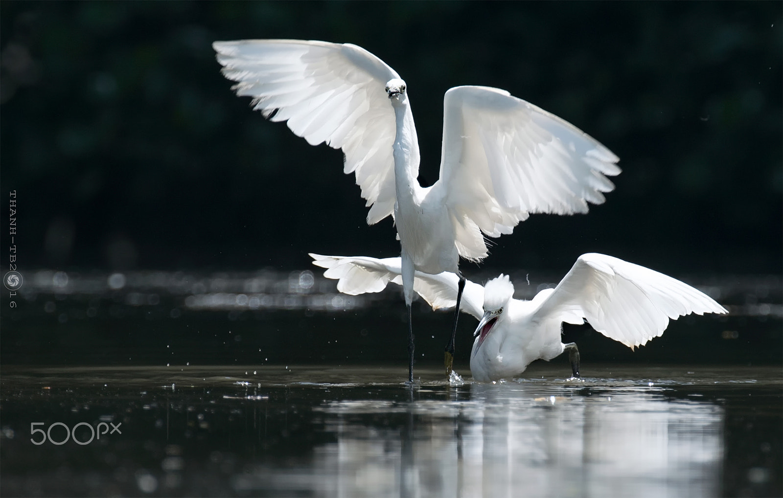 Nikon AF-S Nikkor 600mm F4D ED-IF II sample photo