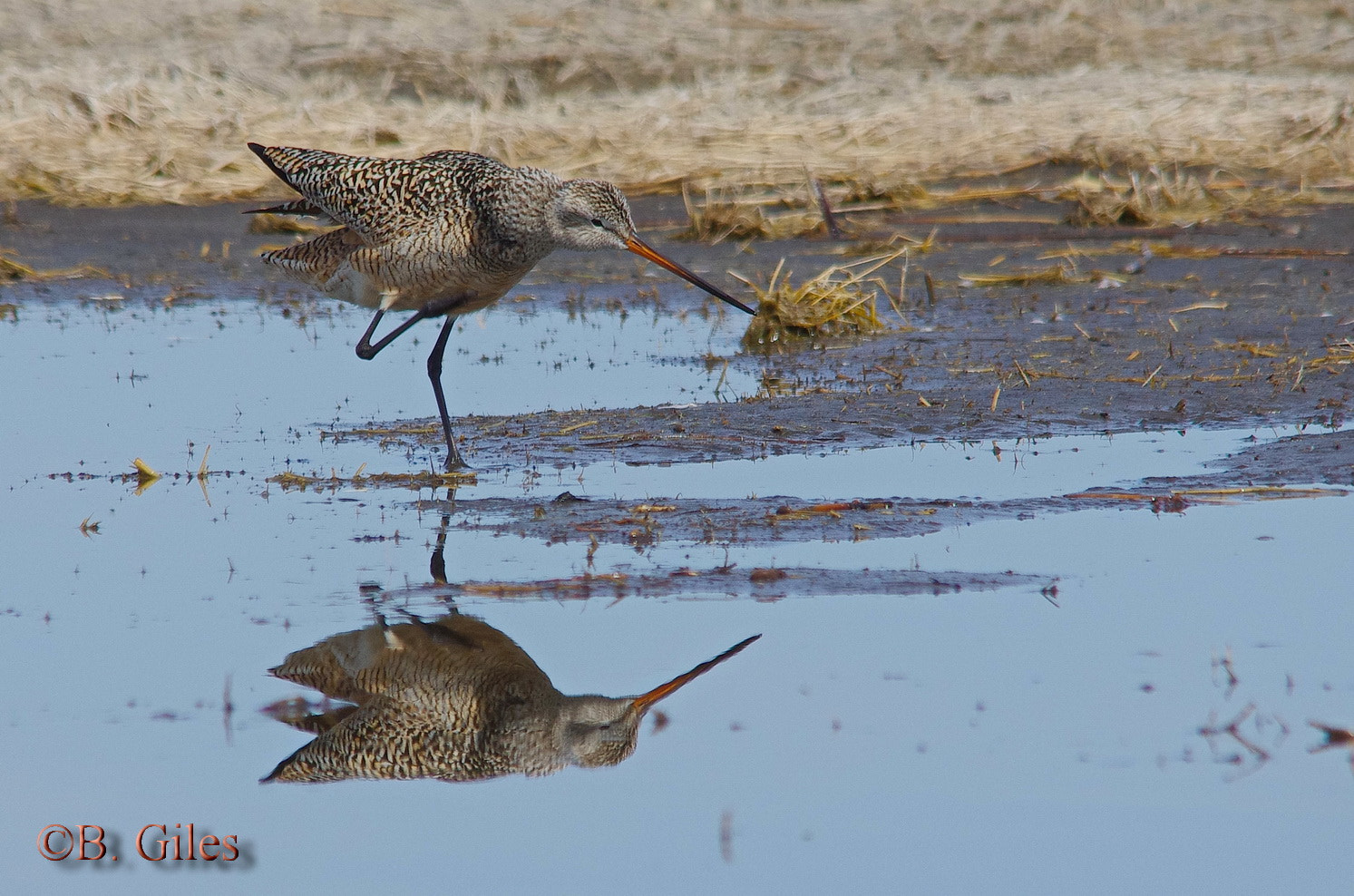 Pentax K-5 IIs + Sigma 150-500mm F5-6.3 DG OS HSM sample photo. Scratching godwit photography